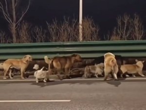 Video viral 7 anjing berhasil kabur dari penjagalan (tangkapan layar).