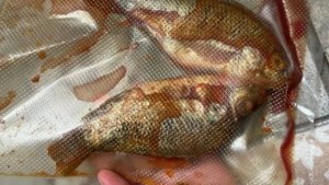 Viral MBG di SMPN 1 Kota Sukabumi, Menunya Diduga Ikan Nila Mentah (istimewa)
