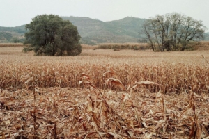 Kemarau