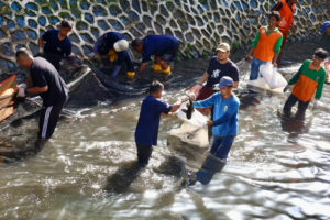 Aksi Basmi Ikan Sapu-sapu di sungai Jakarta oleh petugas gabungan.