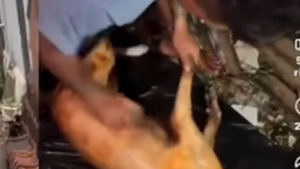 Viral Aksi Bakar Anjing di Nusa Penida, Polisi Turun Tangan (istimewa)