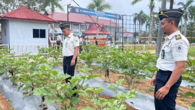 Program Pembinaan di Bidang Kemandirian dan Ketahanan Pangan, WBP Lapas Tanjungpinang Panen Terong