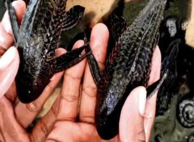 Ikan sapu-sapu (foto/@griyoulambontang).