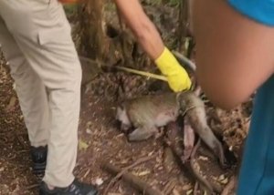 Monyet serang balita di Pamekasan hingga tewas berujung dibunuh pemiliknya.