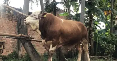 Ini Penampakan Hewan Kurban Presiden Prabowo, Berapa Harganya? (istimewa)