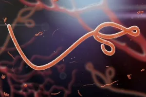 Ebola Kini Selevel COVID-19 di Awal Pandemi