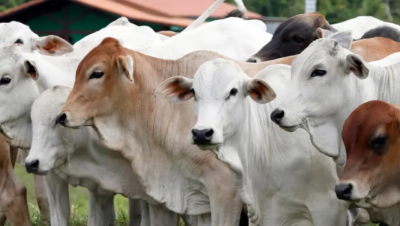 Keutamaan Berqurban: Rahasia Keberkahan dan Bekal Akhirat yang Menenangkan Jiwa
