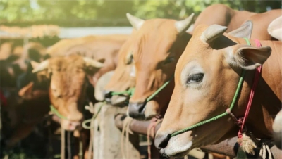 Mengapa Ada Qurban? Menelusuri Makna Spiritual, Sejarah, dan Sosial di Balik Syariat Idul Adha.