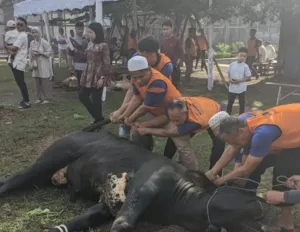 33 Hewan Kurban Dititipkan ke Lapas Banceuy, Didistribusikan Untuk Masyarakat Sekitar Lapas dan WBP