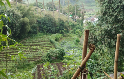 14 Ribu Hektare Lahan Sawah di Bandung Barat