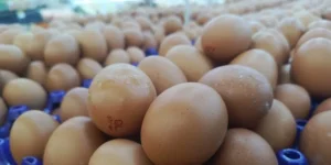Bapanas usulkan ayam dan telur masuk bantuan pangan