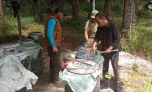 Perhutani Perkuat Kualitas Getah Pinus Melalui Pendampingan