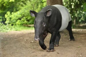 Ilustrasi Tapir