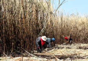 Satu Juta Ton Molase Dorong Investasi Bioetanol Nasional