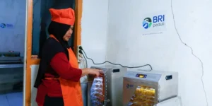 BRI Peduli Perkuat KWT Pala Bogor, AURA Bantu 30 Kelompok