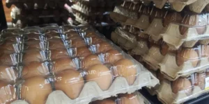 Harga telur ayam naik 8,31% jadi Rp31.950 per kg