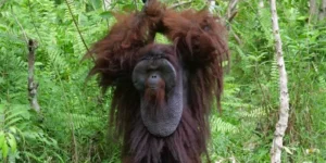 Menteri Kehutanan Raja Juli Antoni menyiapkan 87.000 ha untuk konservasi orangutan