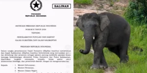 Menteri Kehutanan Raja Juli Antoni: Inpres Lindungi Gajah Sumatera dan Kalimantan Terbit