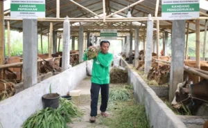 BAZNAS Lampaui Target Kurban 2026, Dongkrak Ekonomi Peternak