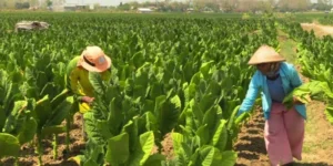 RPMK mengancam 5.000 petani tembakau Bondowoso