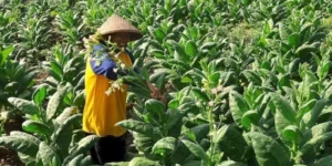 Penyeragaman kemasan ancam pembelian cengkeh; IHT serap 97%