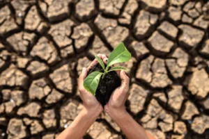 WMO peringatkan bahwa El Nino mengancam pasokan pangan global