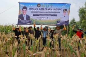 Wamenko dorong teknologi, BPS: produksi jagung 1,38 juta ton