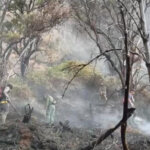 Petugas memadamkan kebakaran di kawasan Gunung Gede