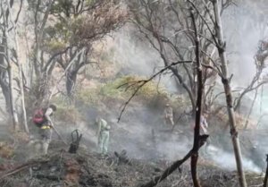 Petugas memadamkan kebakaran di kawasan Gunung Gede