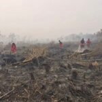 Enam Pemegang Izin Usaha Kehutanan Diberikan Sanksi dan Pembekuan Izin Terkait Kebakaran Hutan dan Lahan