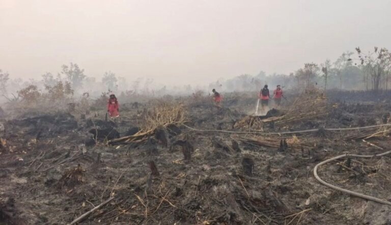 Enam Pemegang Izin Usaha Kehutanan Diberikan Sanksi dan Pembekuan Izin Terkait Kebakaran Hutan dan Lahan