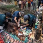Asap Karhutla Ganggu Pernapasan, Orang Utan Sampurna Dievakuasi dari Kebun Sawit 1