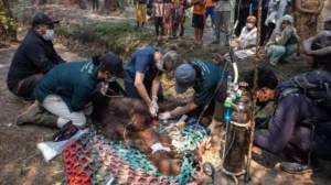 Asap Karhutla Ganggu Pernapasan, Orang Utan Sampurna Dievakuasi dari Kebun Sawit 4