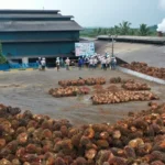 BWPT menegaskan tidak ada hubungan korporasi dengan FELDA