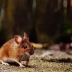 Provinsi Iloilo melaporkan 10 kematian akibat leptospirosis